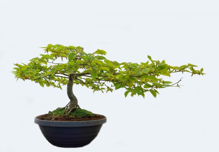 bonsai-5278453_1280